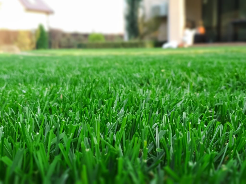 Green grass cut in summer backyard concept for Lawn Maintenance Service Dyer.