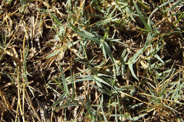 Why is Crabgrass Bad for My Lawn?