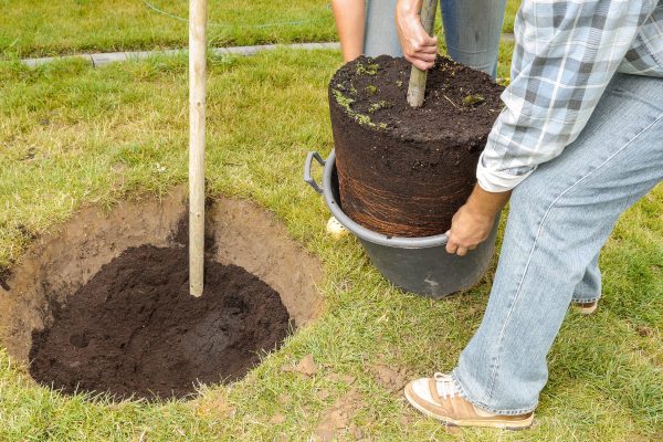 Best Trees to Plant This Fall & Winter