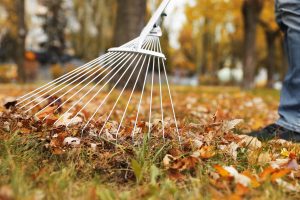 Raking leaves is one way that St. John landscaping service suggests you do to get your lawn ready for winter.