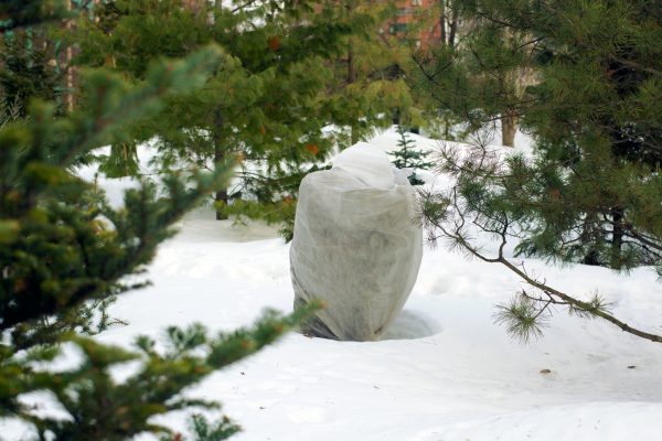 Guide to Winter Plant Care