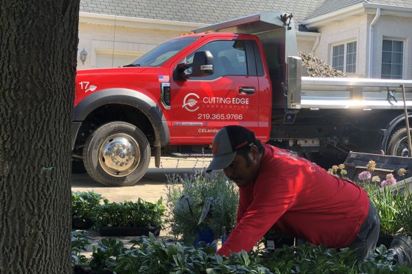The Benefits of Trimming and Pruning