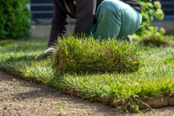 Lawn Care Tips: What Grass Type Is Right for Your Yard?