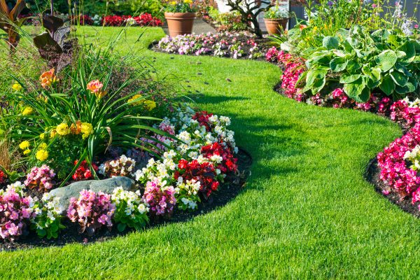 Bring Dead Grass Back to Life: 5 Steps to Revive Your Lawn
