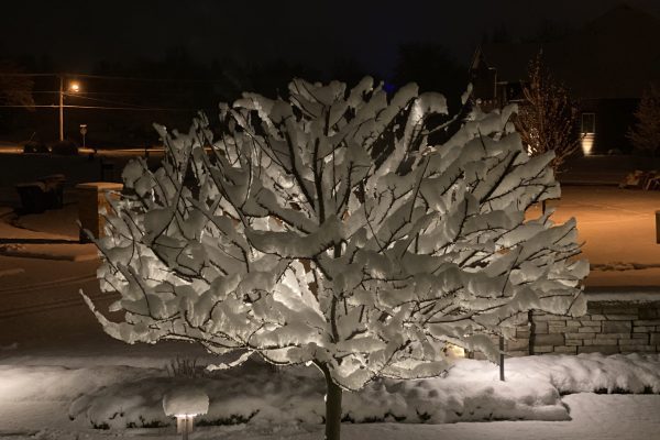 What Landscaping Tasks Can You Do in Late Winter?
