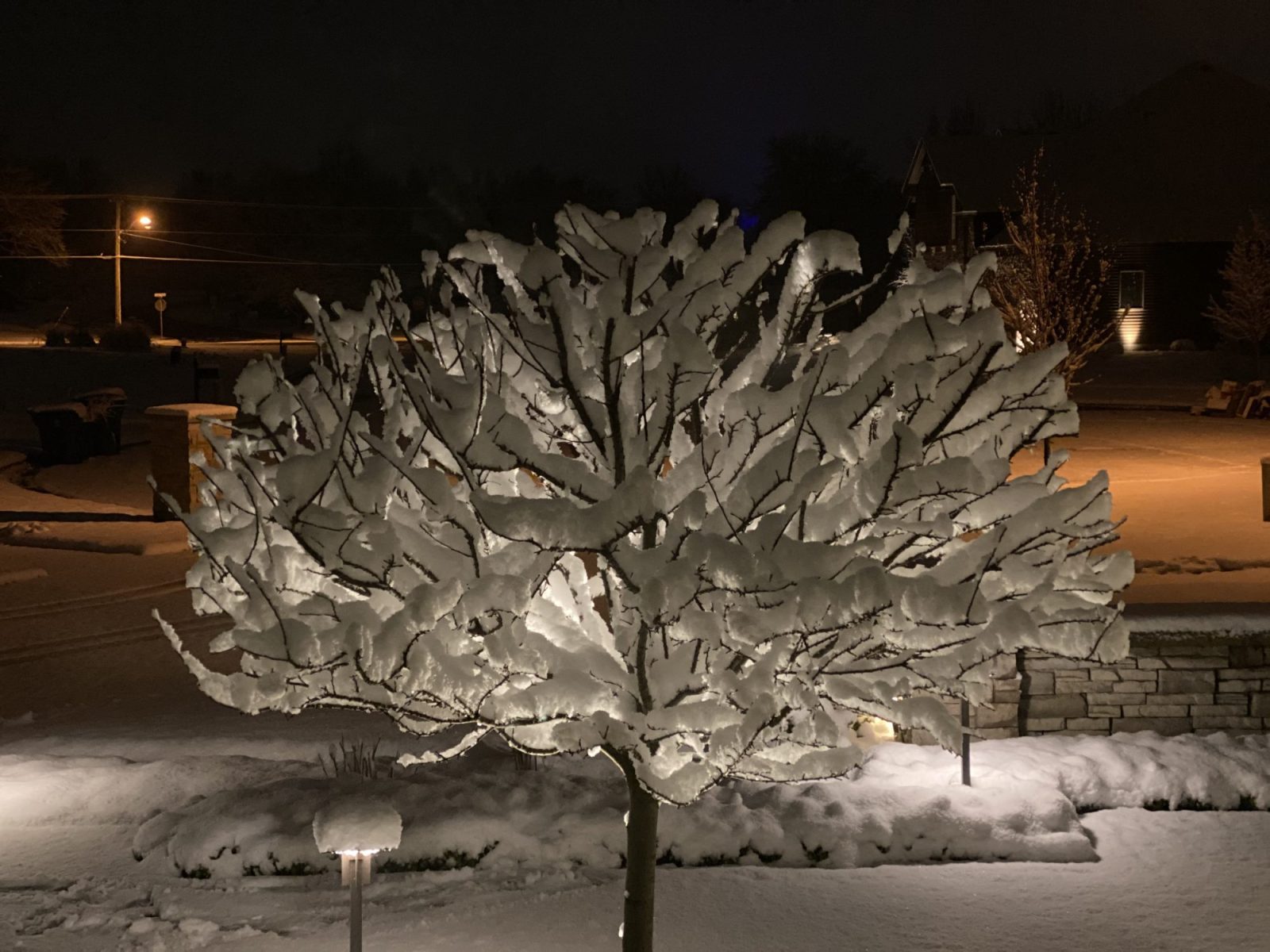 What Landscaping Tasks Can You Do in Late Winter?